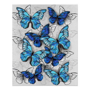 Composition of White and Blue Butterflies Poster