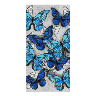 Composition of White and Blue Butterflies Poster