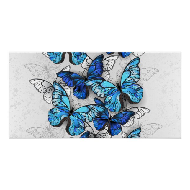 Composition of White and Blue Butterflies Poster (Front)