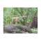 Compsognathus - Dinosaur - Learning Card