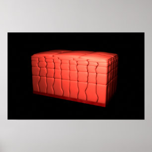 Concept Of Stratified Squamous Epithelium 1 Poster