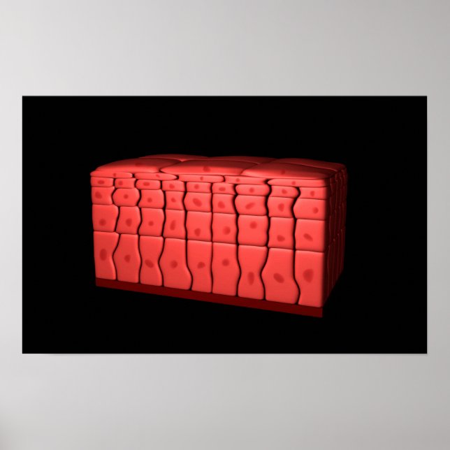 Concept Of Stratified Squamous Epithelium 2 Poster (Front)