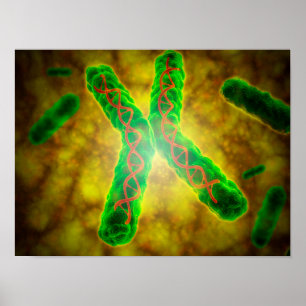 Conceptual Image Of A Telomere Poster