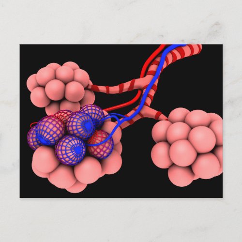 Conceptual Image Of Alveoli 2 Postcard