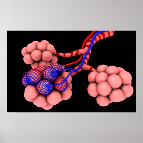 Conceptual Image Of Alveoli 2 Poster