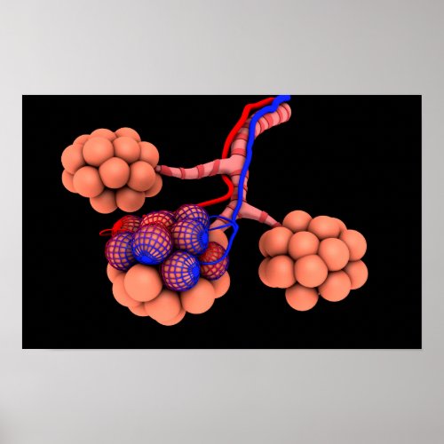 Conceptual Image Of Alveoli 3 Poster