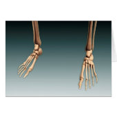 Conceptual Image Of Bones In Human Legs And Feet (Front Horizontal)