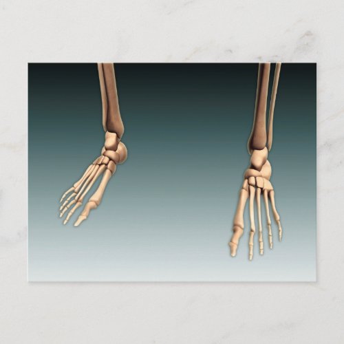 Conceptual Image Of Bones In Human Legs And Feet Postcard