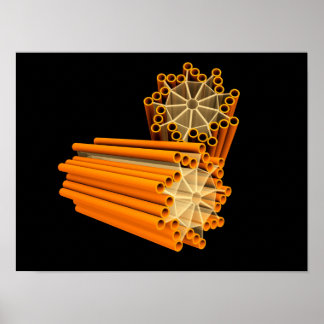 Conceptual Image Of Centrioles 1 Poster
