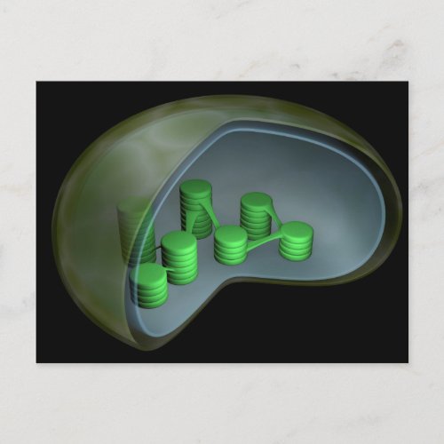 Conceptual Image Of Chloroplast 1 Postcard