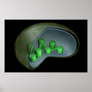 Conceptual Image Of Chloroplast 1 Poster