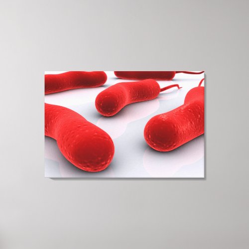 Conceptual Image Of Cholerae Bacteria Canvas Print