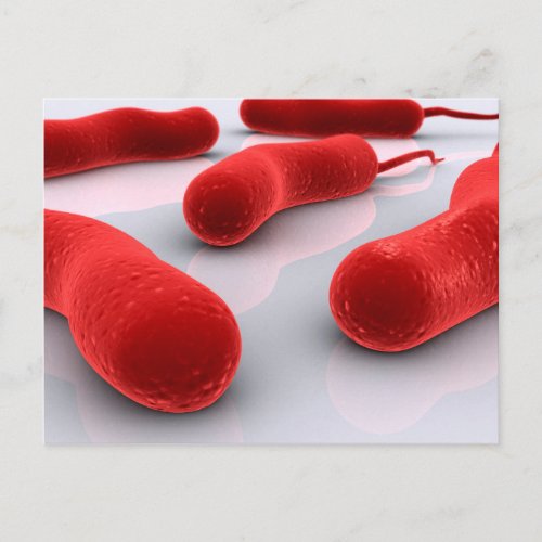 Conceptual Image Of Cholerae Bacteria Postcard