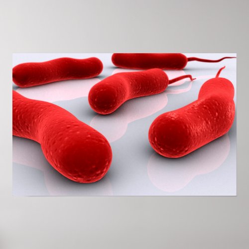 Conceptual Image Of Cholerae Bacteria Poster