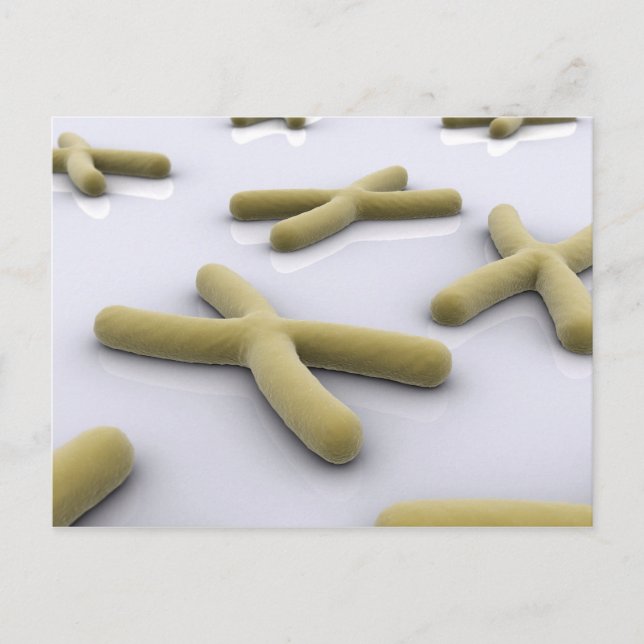 Conceptual Image Of Chromosome 1 Postcard (Front)