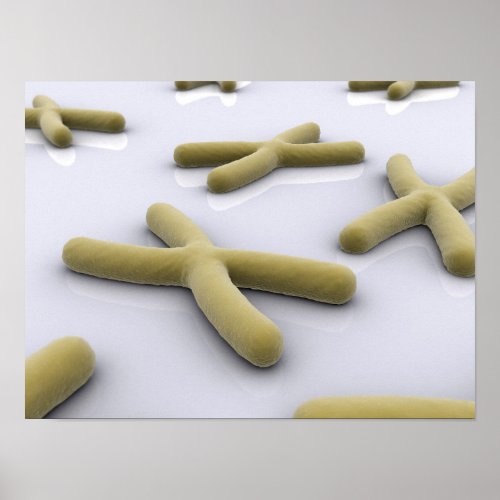 Conceptual Image Of Chromosome 1 Poster