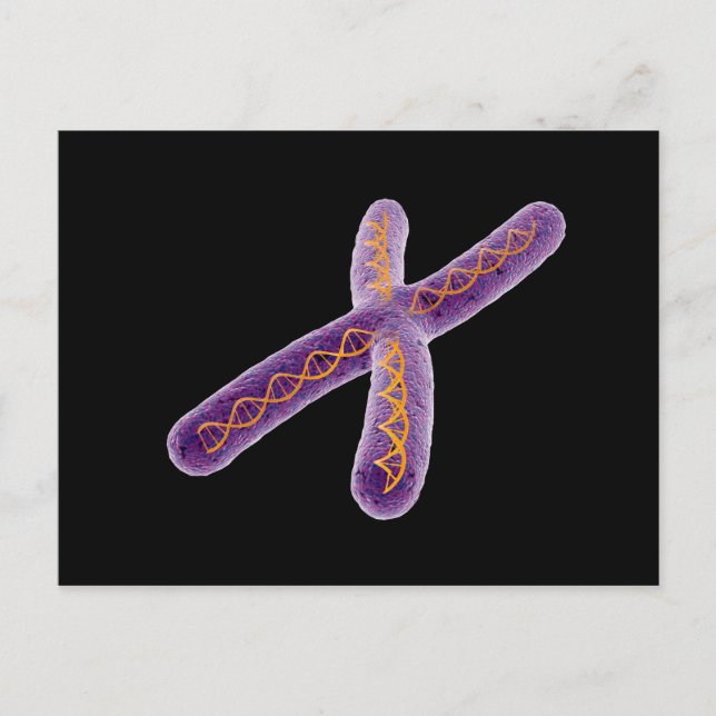 Conceptual Image Of Chromosome 2 Postcard (Front)