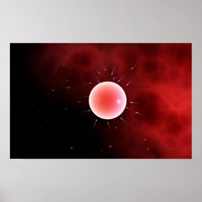 Conceptual Image Of Common Fertilization Poster (Front)