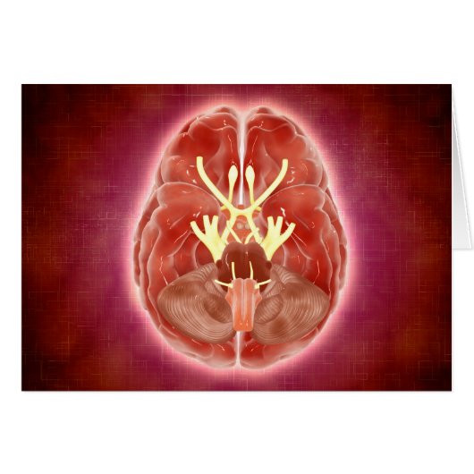 Conceptual Image Of Cranial Nerves In Brain Cards (Front Horizontal)