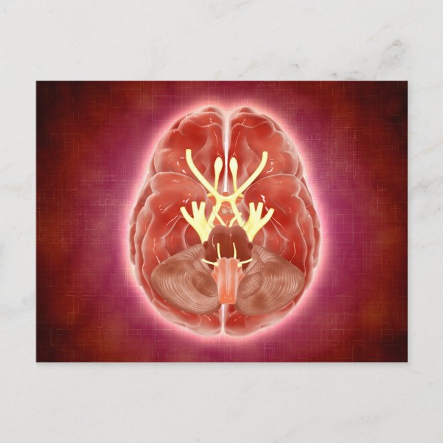 Conceptual Image Of Cranial Nerves In Brain Postcard (Front)