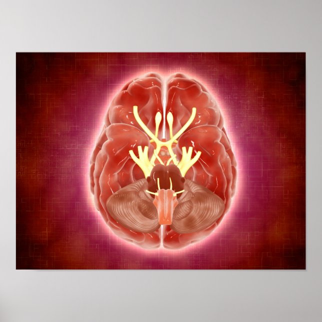 Conceptual Image Of Cranial Nerves In Brain Poster (Front)