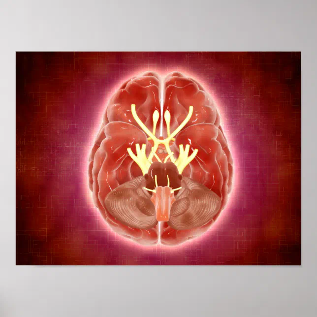 Conceptual Image Of Cranial Nerves In Brain Poster | Zazzle