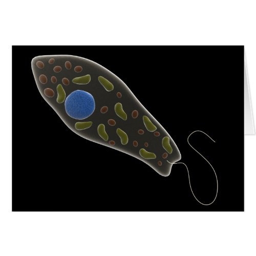 Conceptual Image Of Euglena 1