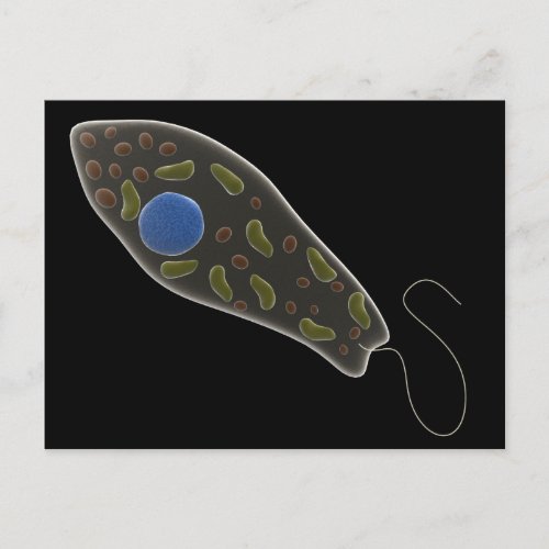 Conceptual Image Of Euglena 1 Postcard