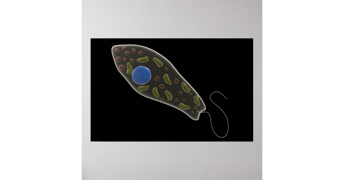 Conceptual Image Of Euglena 1 Poster | Zazzle.com