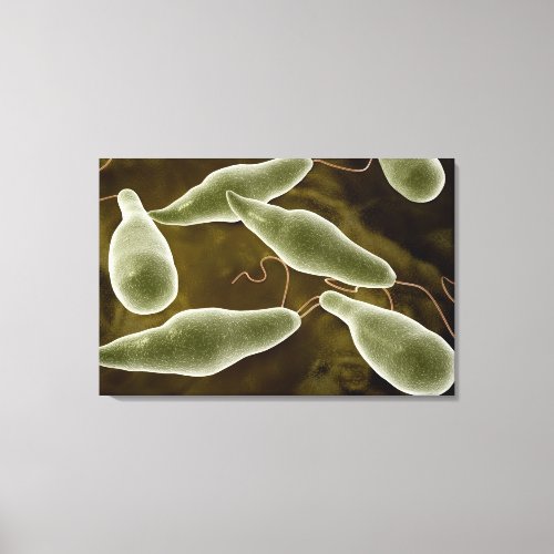 Conceptual Image Of Euglena 3 Canvas Print