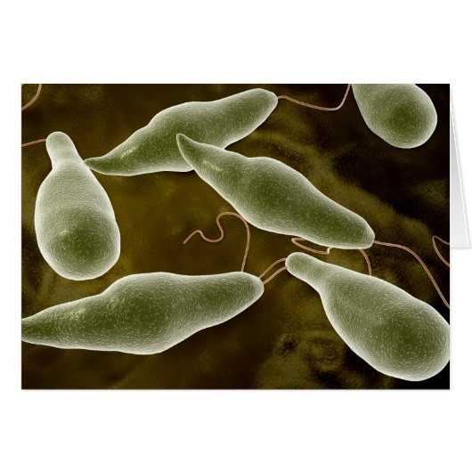 Conceptual Image Of Euglena 3 Cards (Front Horizontal)