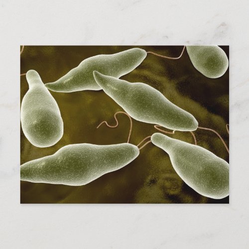 Conceptual Image Of Euglena 3 Postcard
