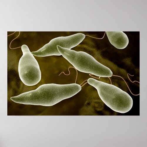 Conceptual Image Of Euglena 3 Poster