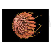 Conceptual Image Of Female Breast Anatomy (Front Horizontal)