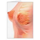 Conceptual Image Of Female Breast Anatomy 1 (Front)