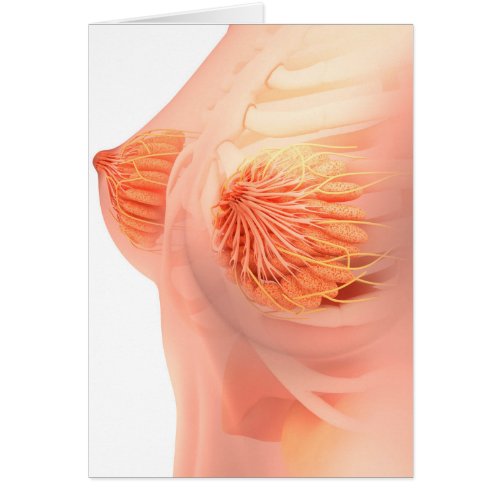 Conceptual Image Of Female Breast Anatomy 1