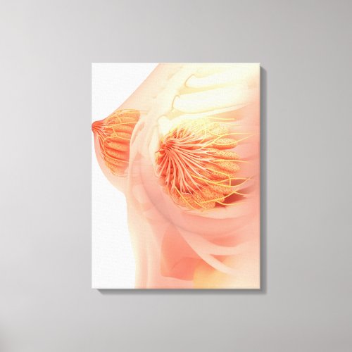 Conceptual Image Of Female Breast Anatomy 1 Canvas Print