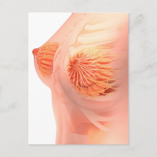 Conceptual Image Of Female Breast Anatomy 1 Postcard
