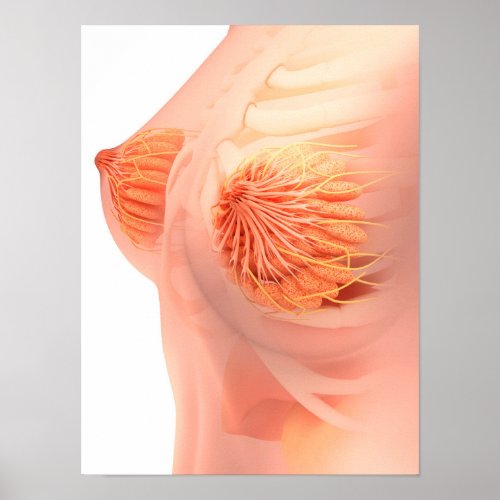 Conceptual Image Of Female Breast Anatomy 1 Poster