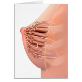 Conceptual Image Of Female Breast Anatomy 2 (Front)