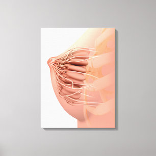 Conceptual Image Of Female Breast Anatomy 2 Canvas Print