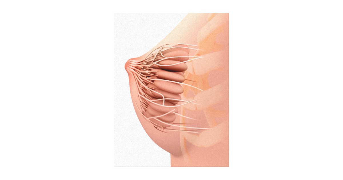 Conceptual Image Of Female Breast Anatomy 4 Canvas Print