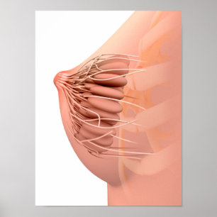 Conceptual Image Of Female Breast Anatomy 2 Poster