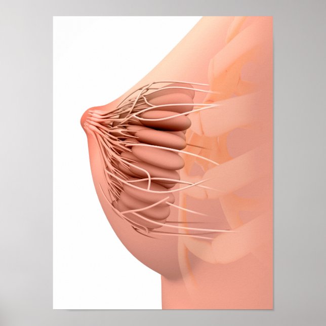 Conceptual Image Of Female Breast Anatomy 2 Poster (Front)
