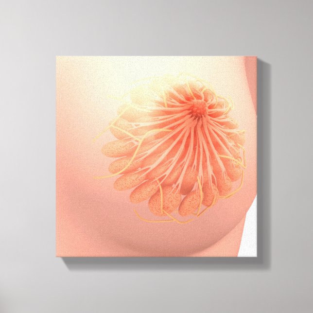 Conceptual Image Of Female Breast Anatomy 3 Canvas Print (Front)