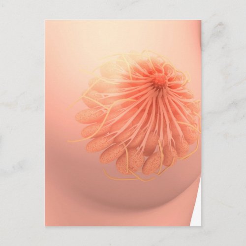 Conceptual Image Of Female Breast Anatomy 3 Postcard