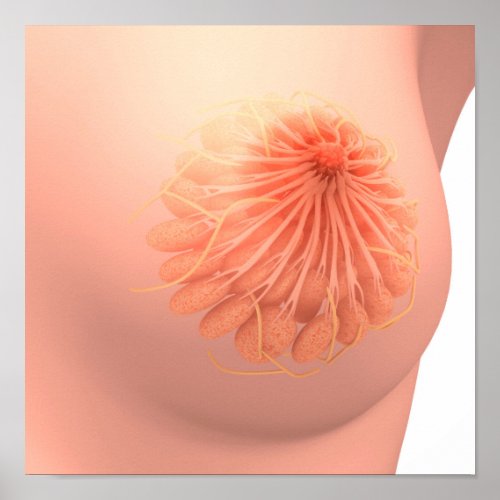 Conceptual Image Of Female Breast Anatomy 3 Poster