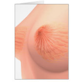 Conceptual Image Of Female Breast Anatomy 4 (Front)