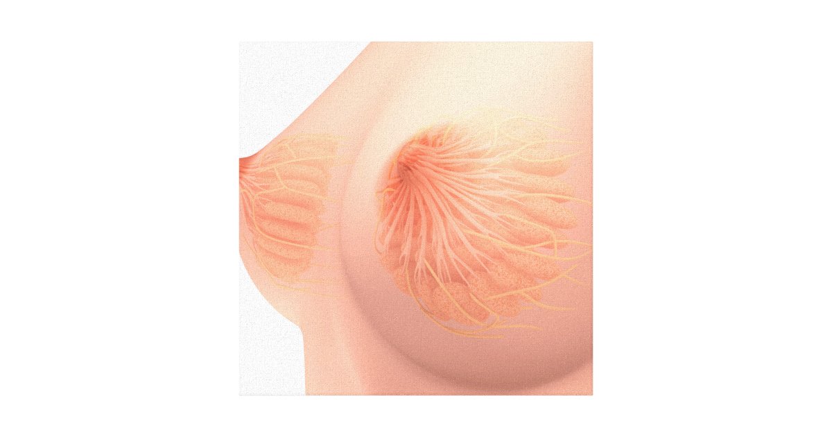 Conceptual Image Of Female Breast Anatomy 4 Canvas Print