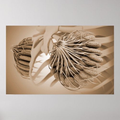 Conceptual Image Of Female Breast Anatomy 5 Poster